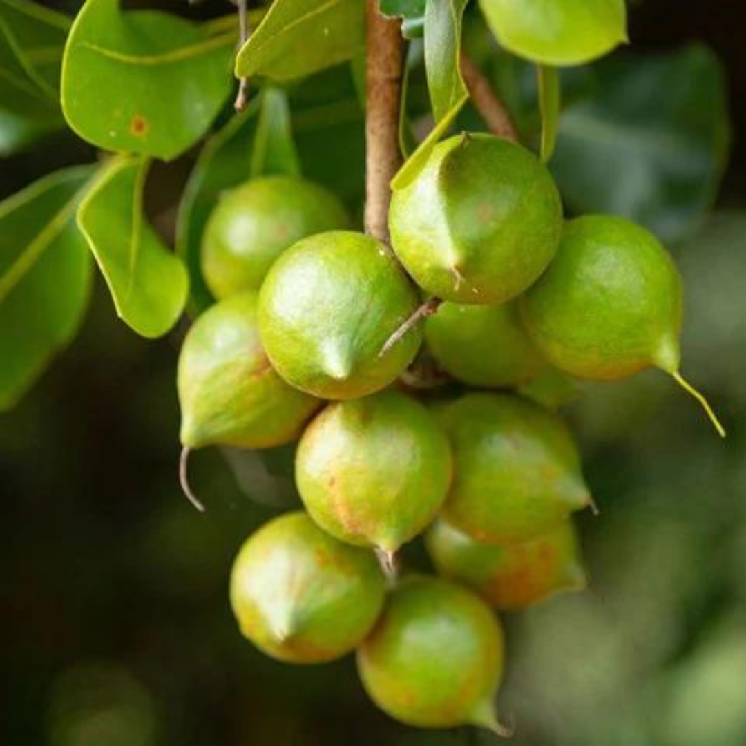 The Complete Guide to Edible Australian Native Plants