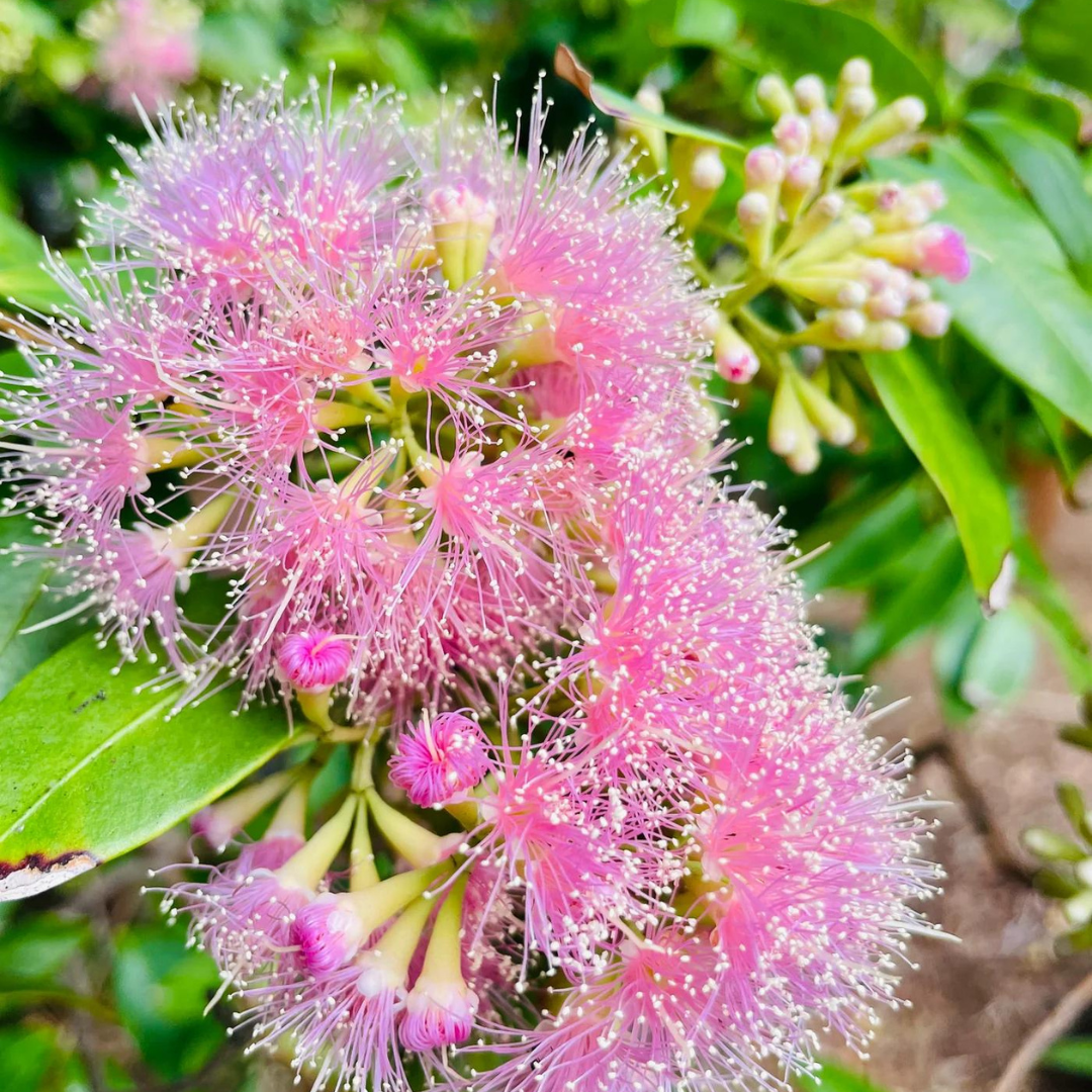 Growing and Caring for Native plants