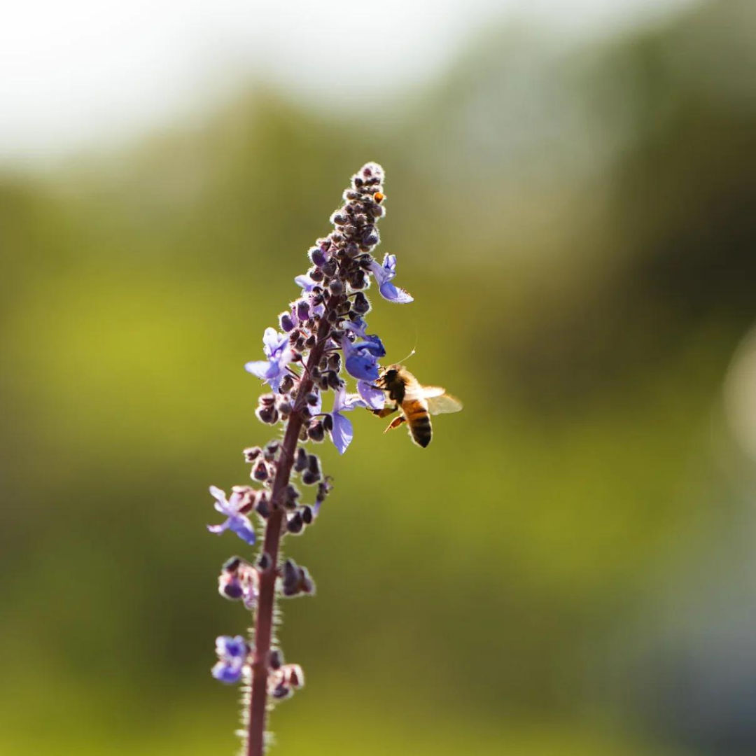 How to Extend the Flavors: A Guide to Bushfood Preservation