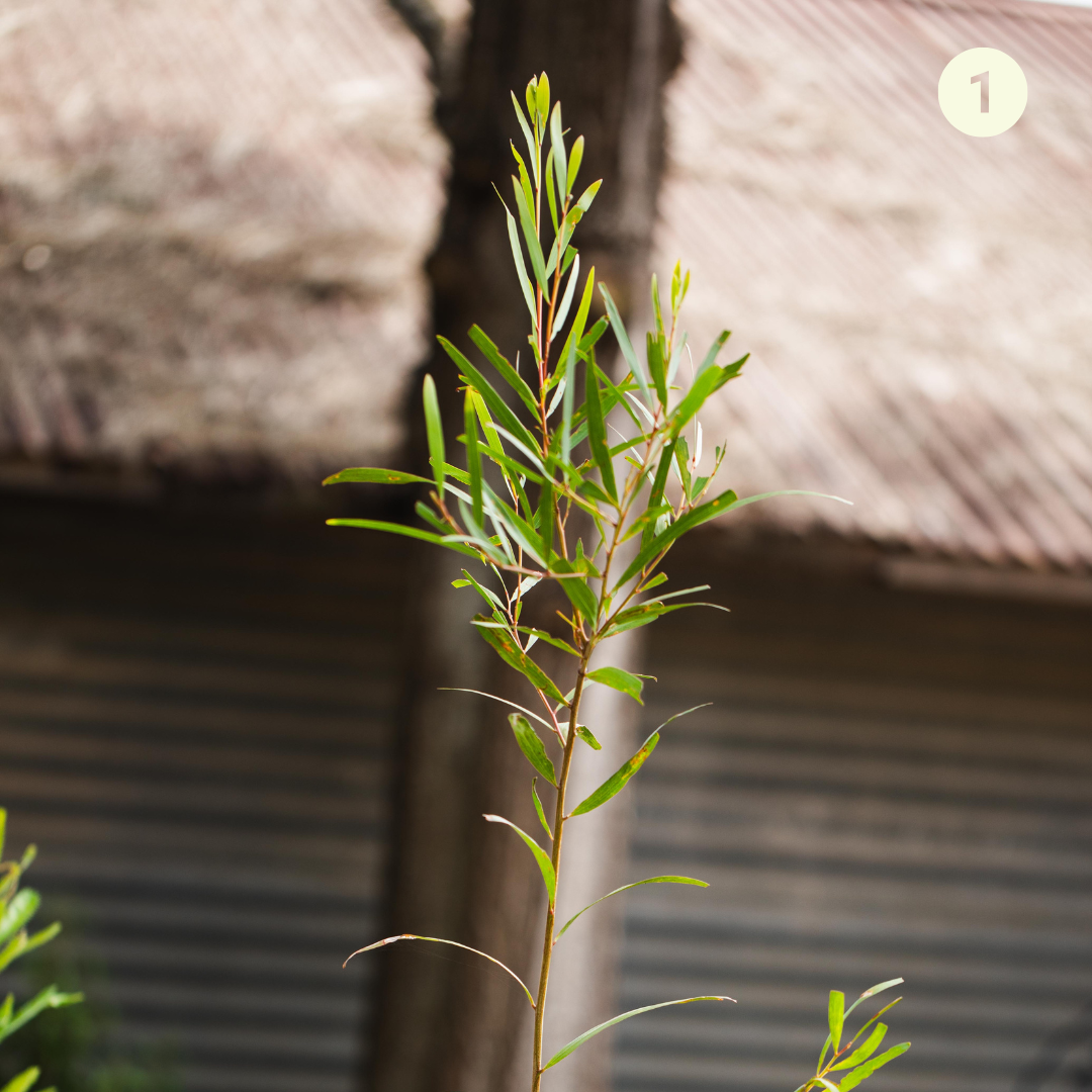 Native Spice Plant Kit