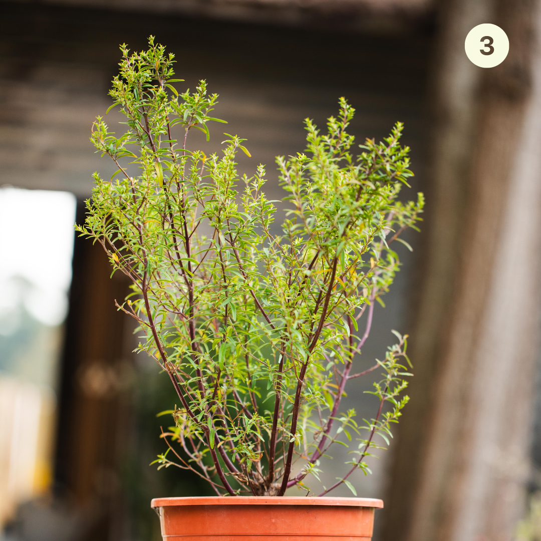 Native Spice Plant Kit