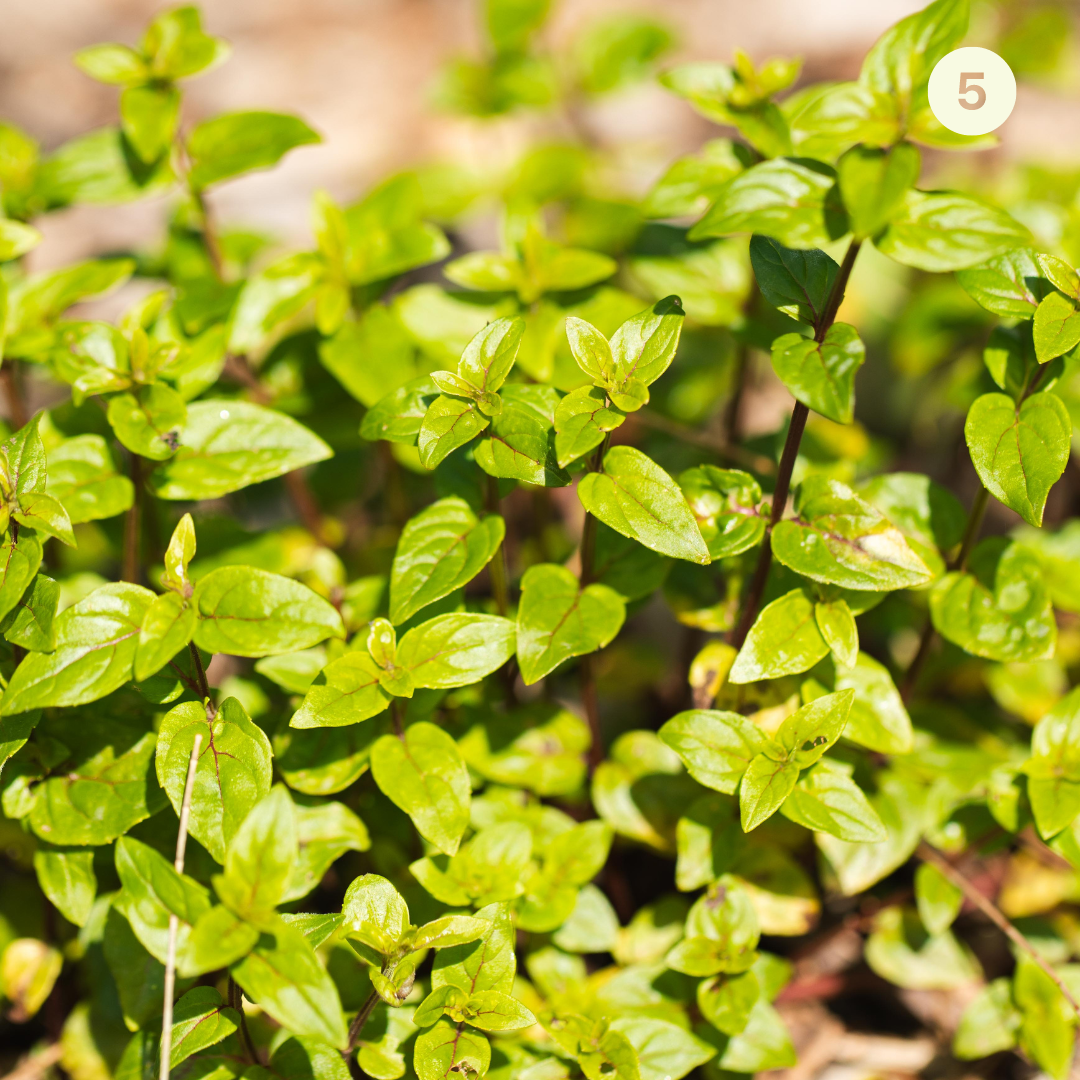 Native Spice Plant Kit