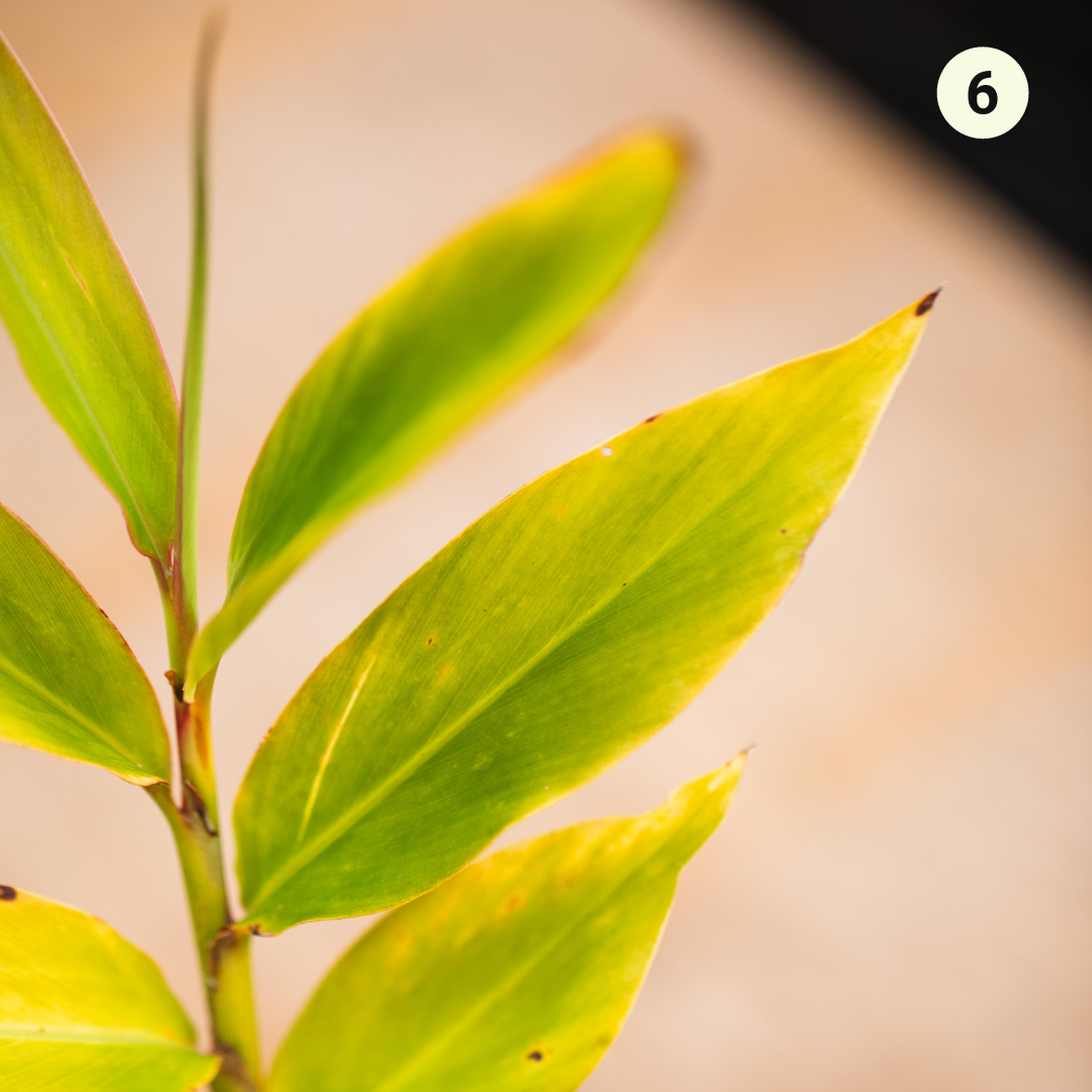 Native Spice Plant Kit