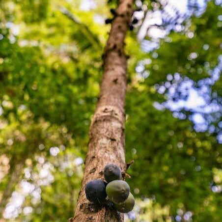 Davidson Plum