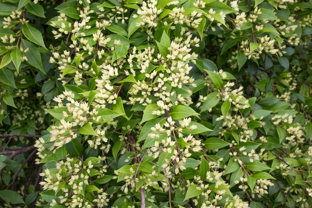 Cinnamon Myrtle - produce