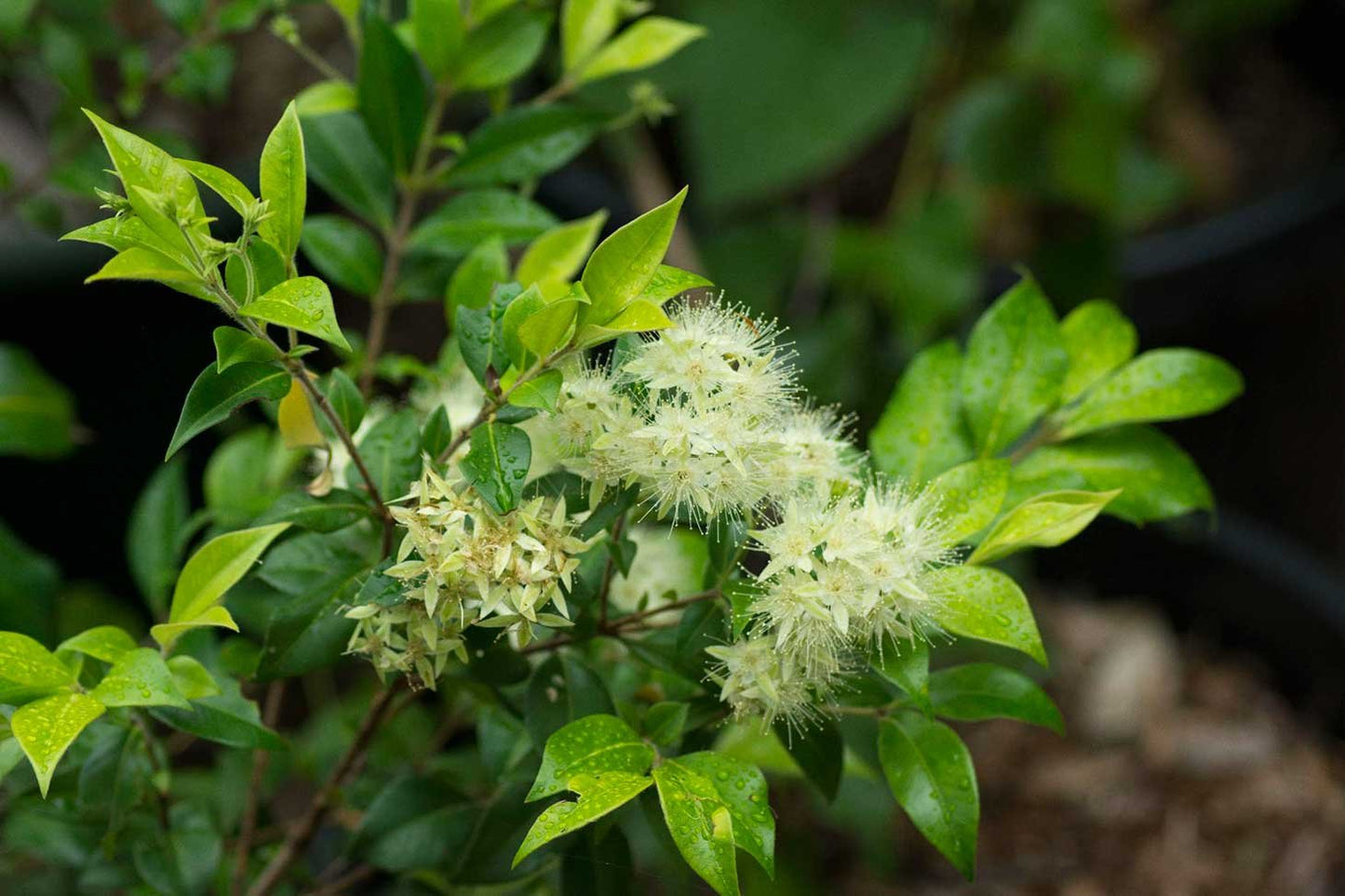 Cinnamon Myrtle - produce