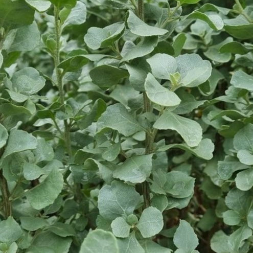 Oldman Saltbush - Atriplex nummuleria