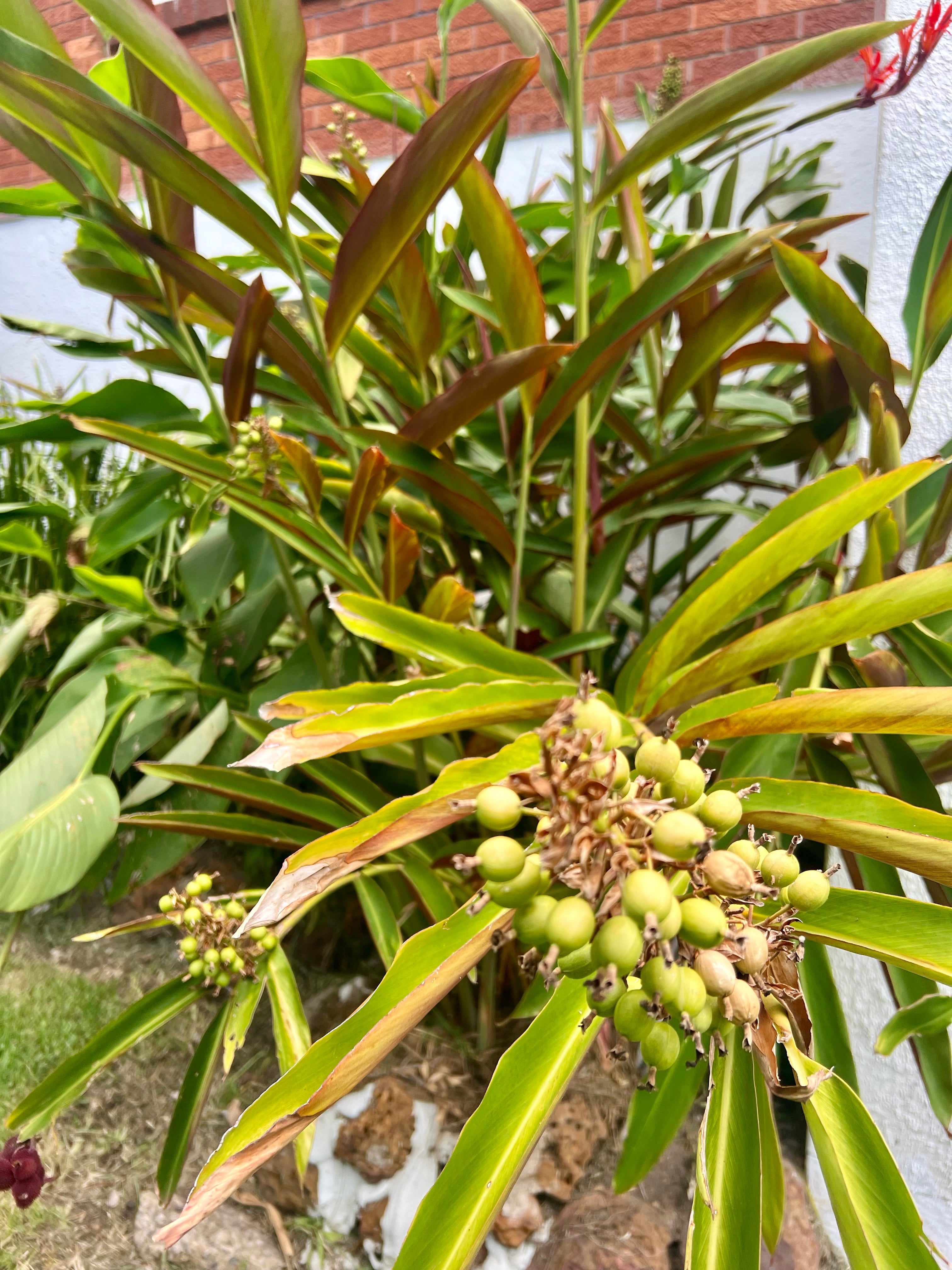 Native Australian ginger