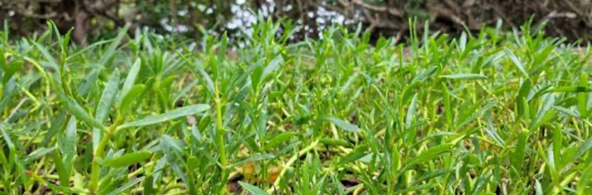 Sea Purslane - Fresh Produce