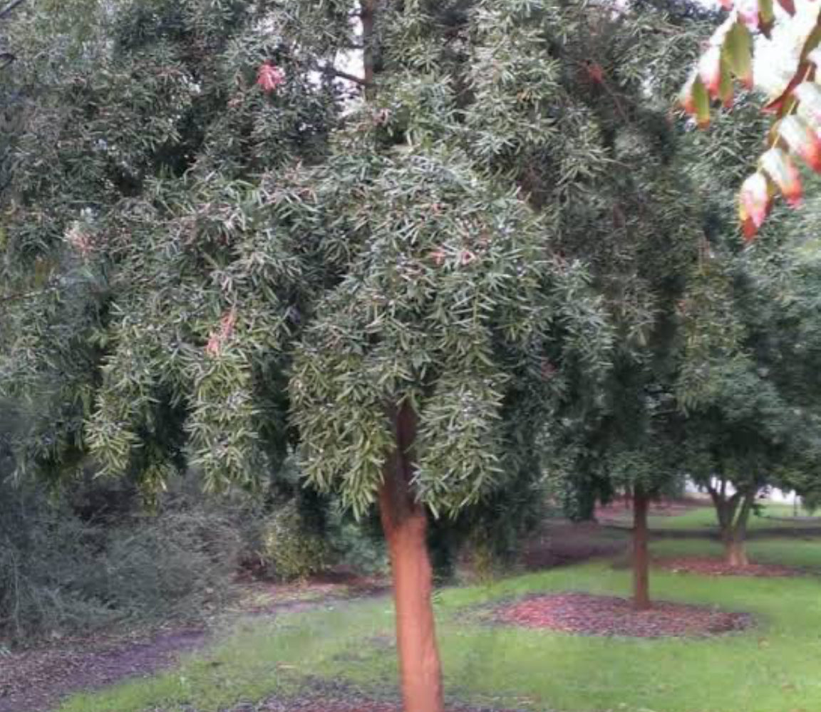 Illawarra Plum