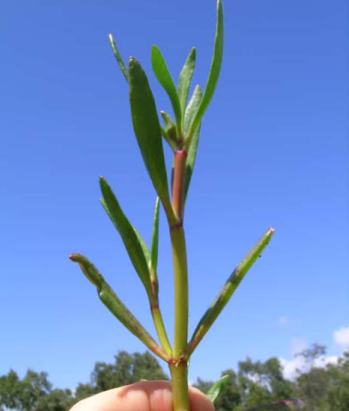 Sea Purslane - Fresh Produce