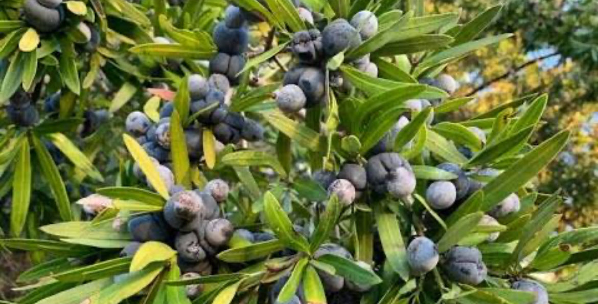 Illawarra Plum