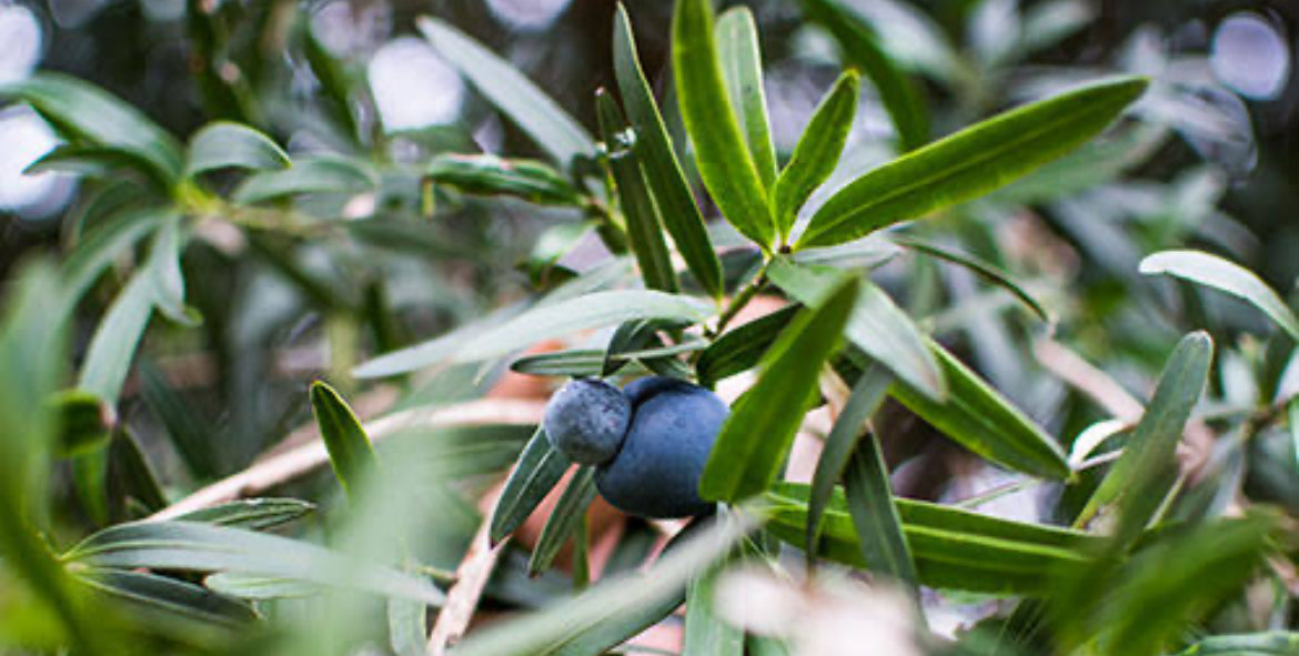 Illawarra Plum