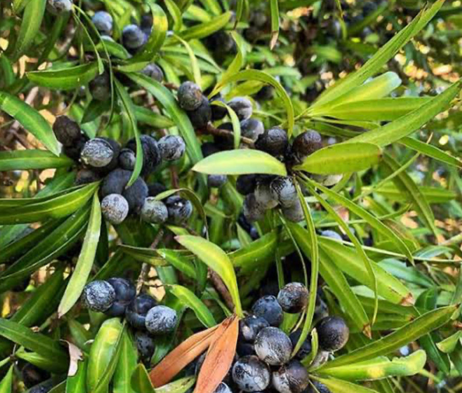 Plum Pine