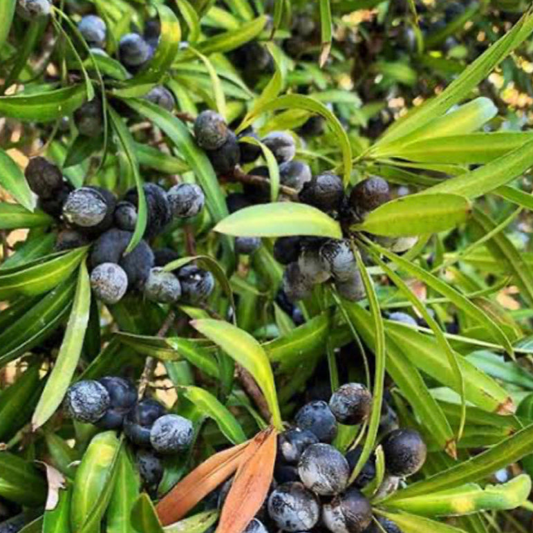 Plum Pine