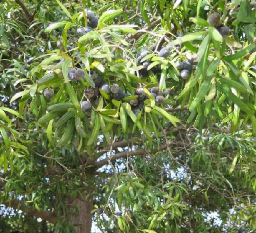 Plum Pine