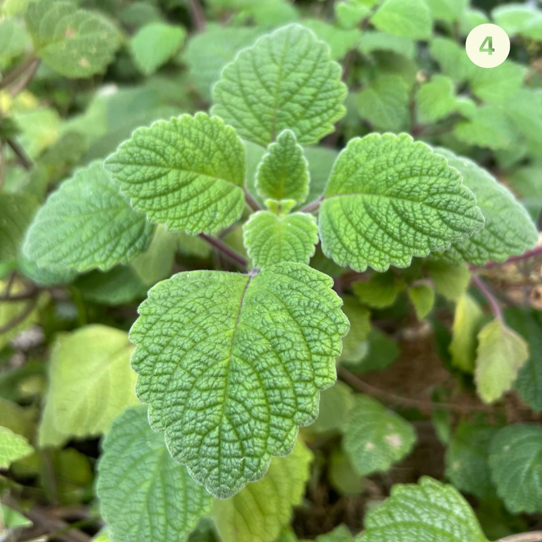 Native Spice Plant Kit