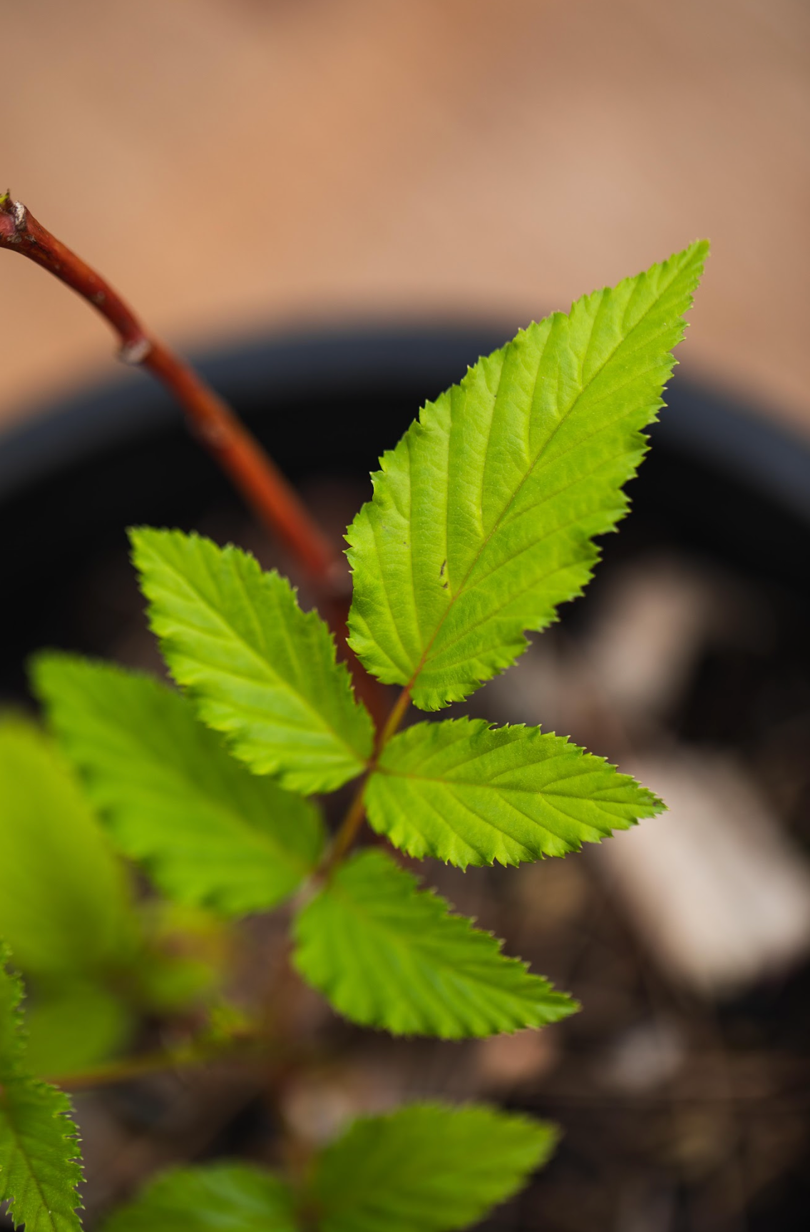 Atherton Raspberry - Rubus Probus