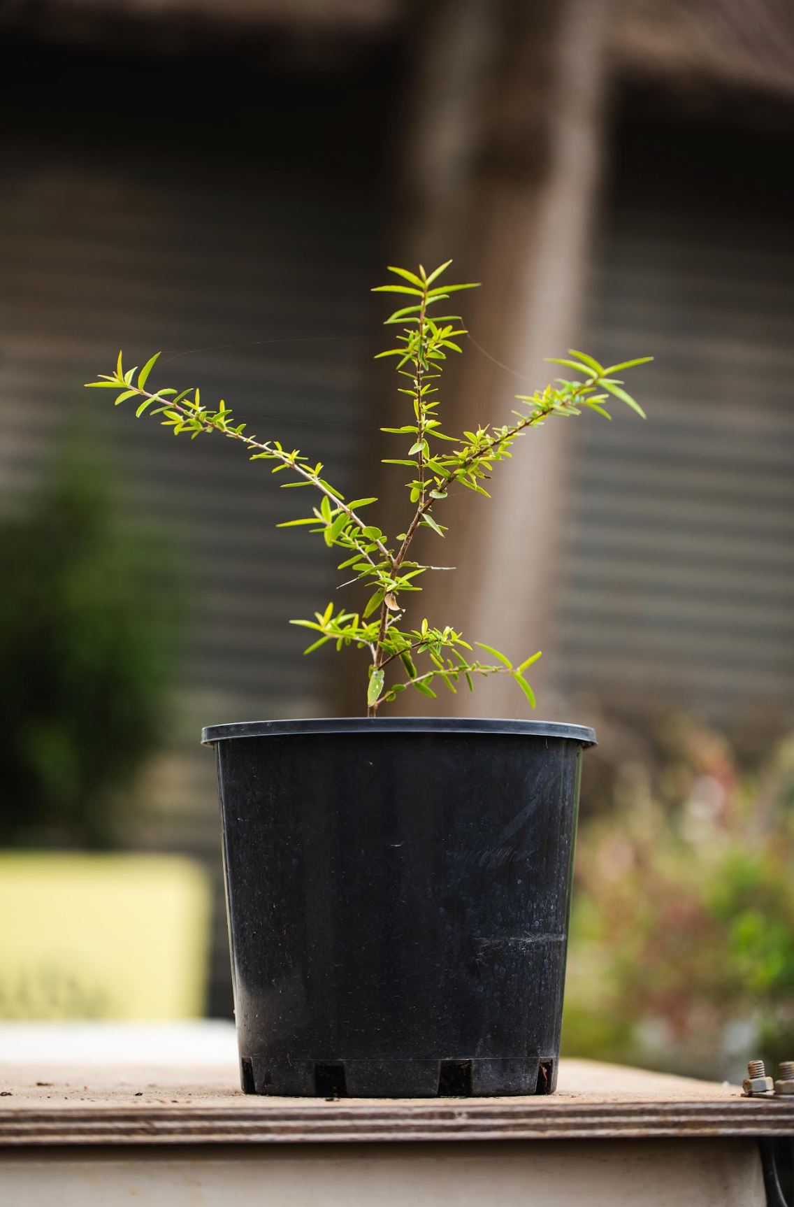 Curry Myrtle - Backhousia Angustifolia