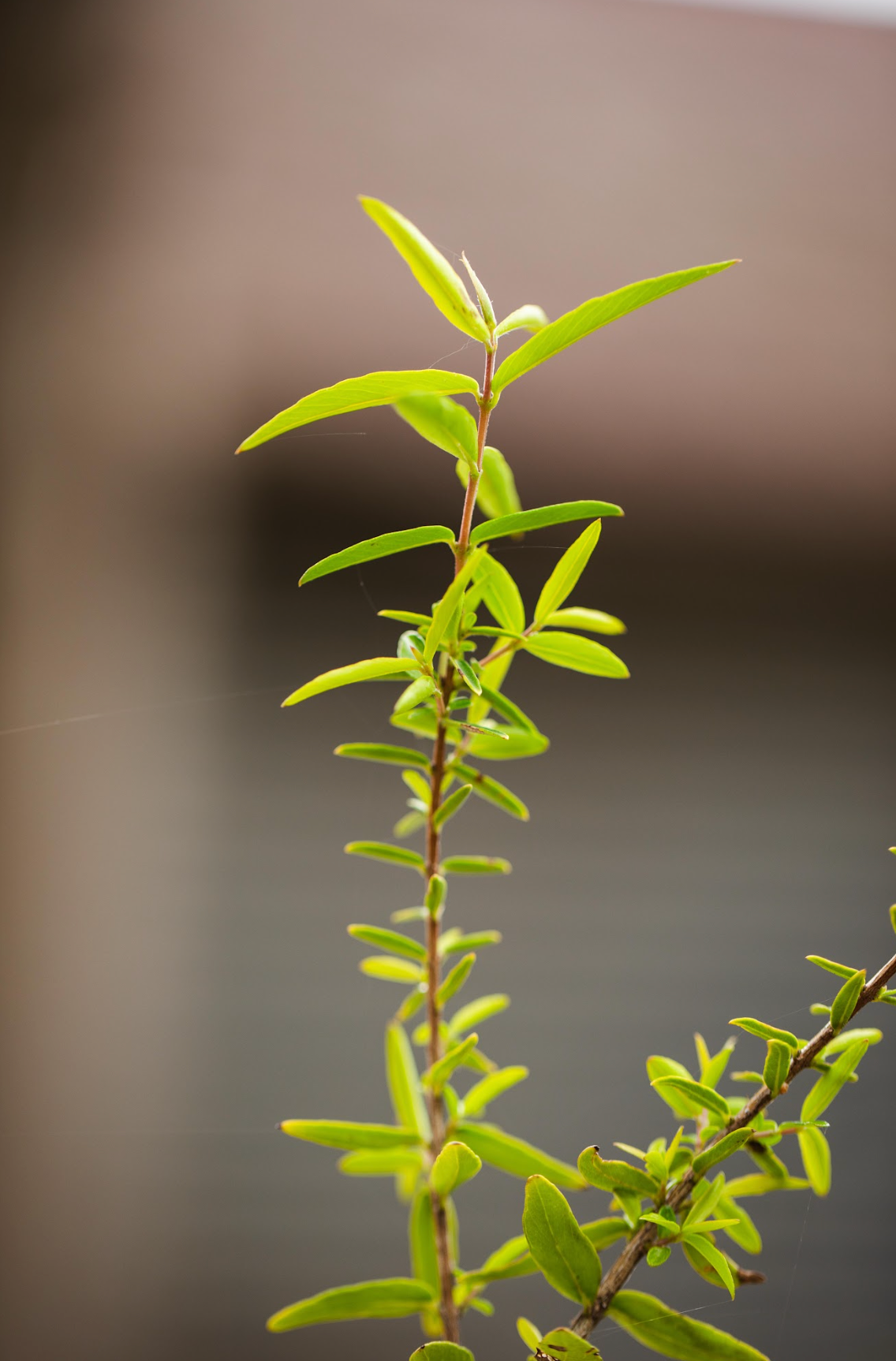 Curry Myrtle - Backhousia Angustifolia