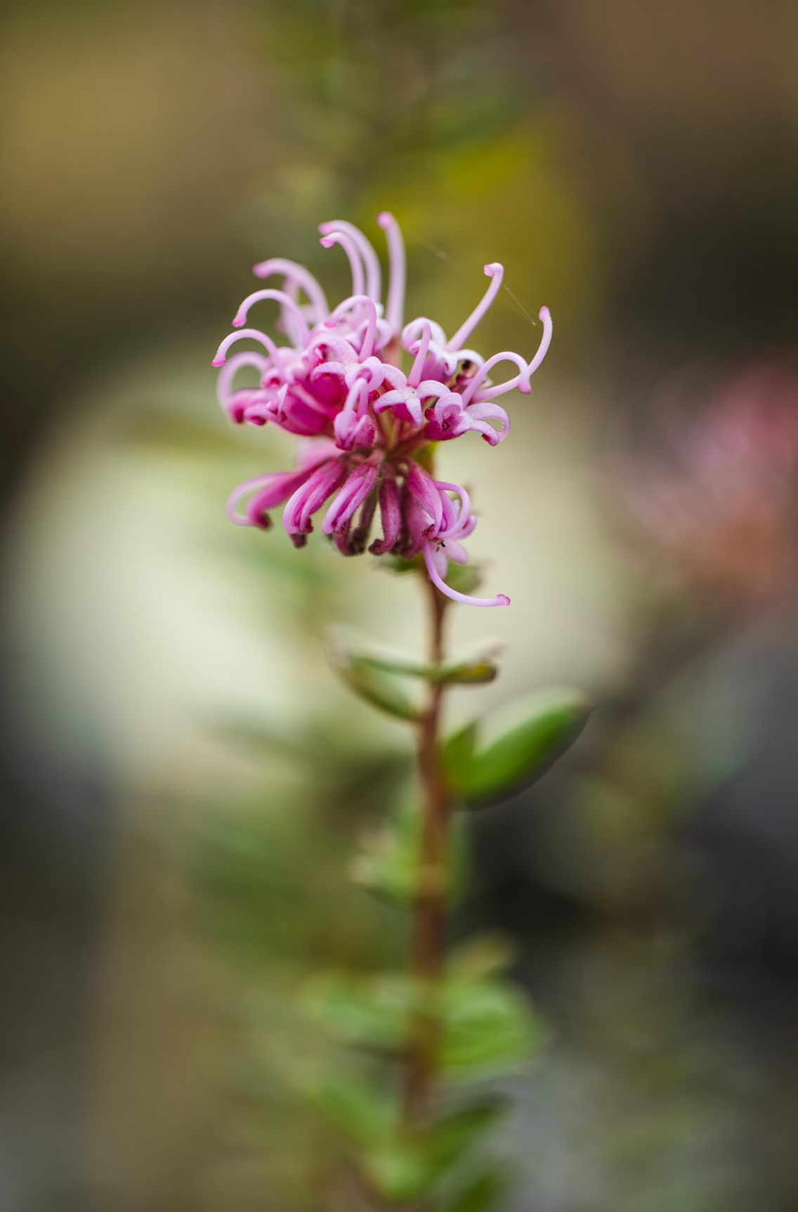 Honey Myrtle - Melaleuca Thymifolia