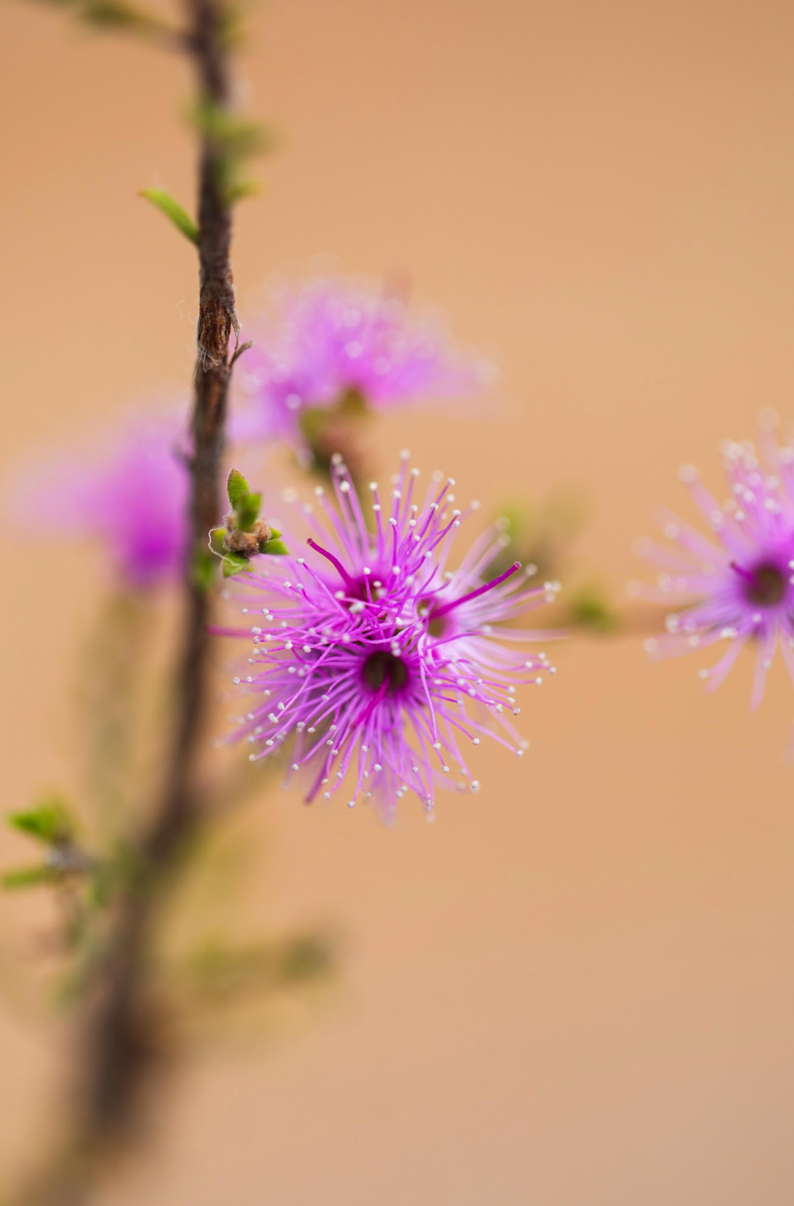 Honey Myrtle - Melaleuca Thymifolia