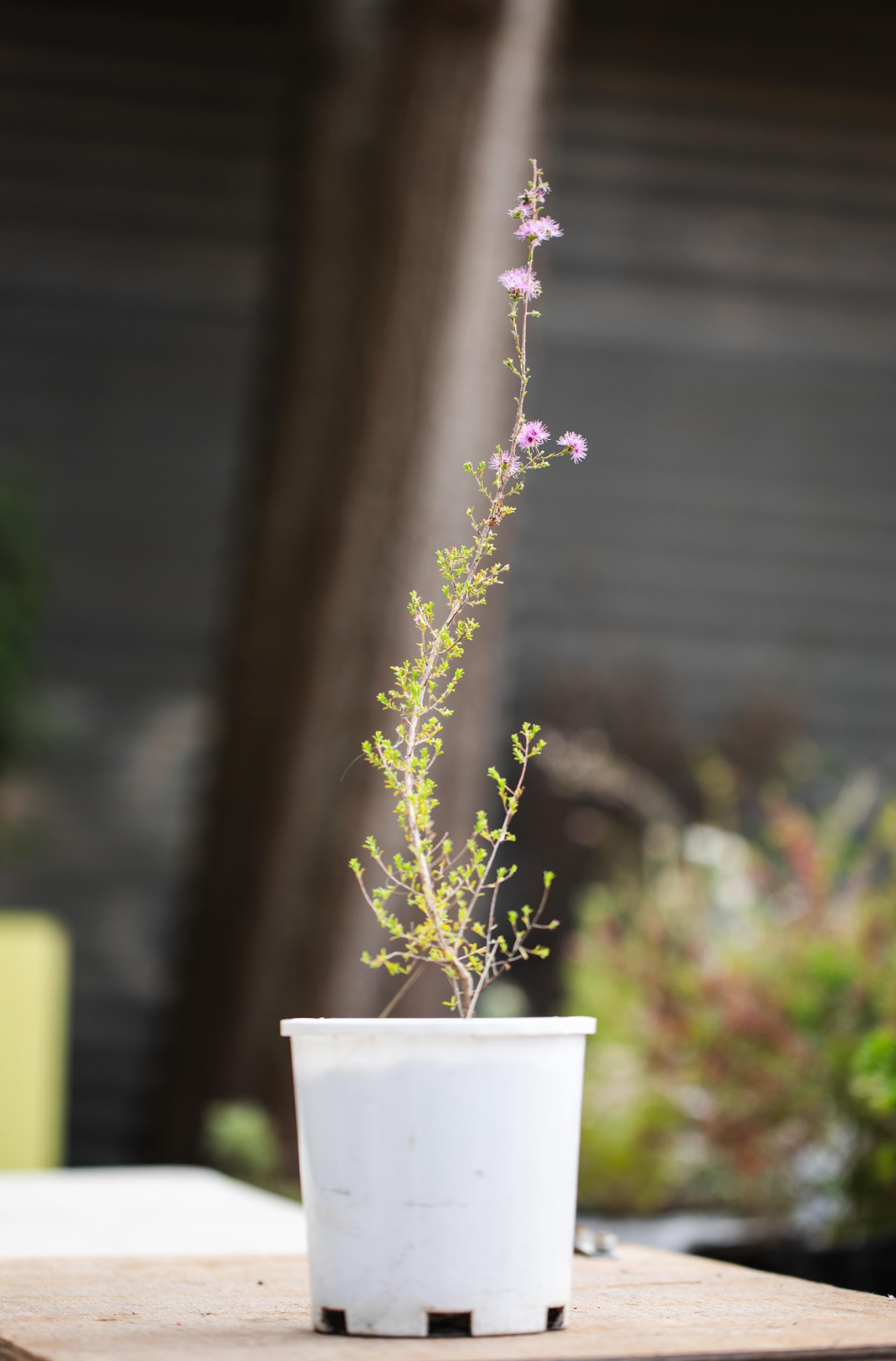 Honey Myrtle - Melaleuca Thymifolia