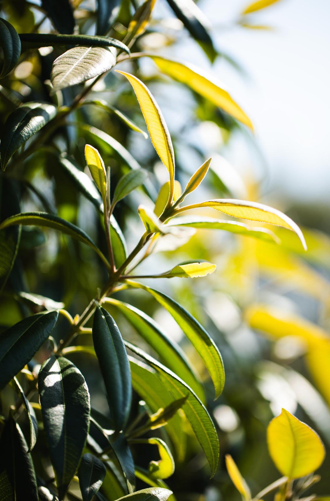 Lemon Myrtle - Backhousia citriodoria