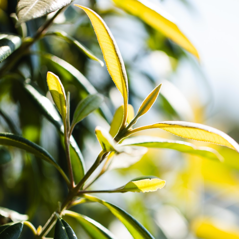 Lemon Myrtle - Backhousia citriodoria