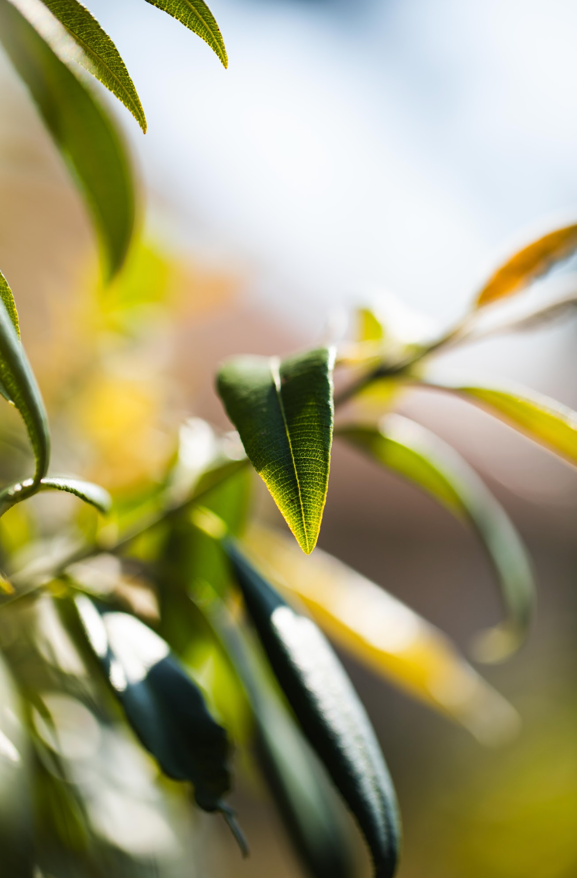 Lemon Myrtle - Backhousia citriodoria