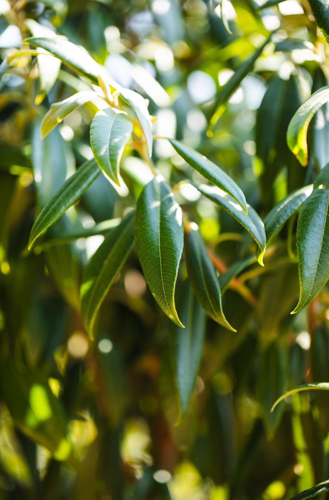 Lemon Myrtle - Backhousia citriodoria