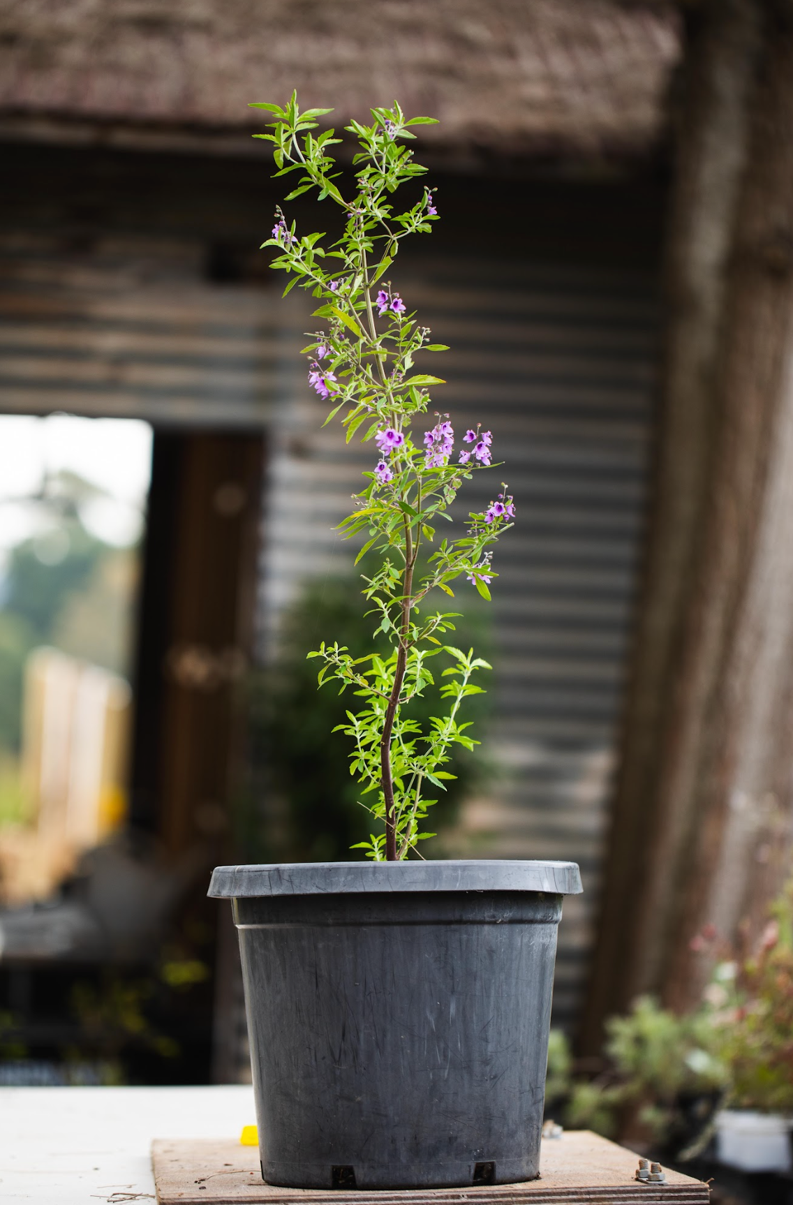 Native Oregano - Prosthanthea Ovalifolia