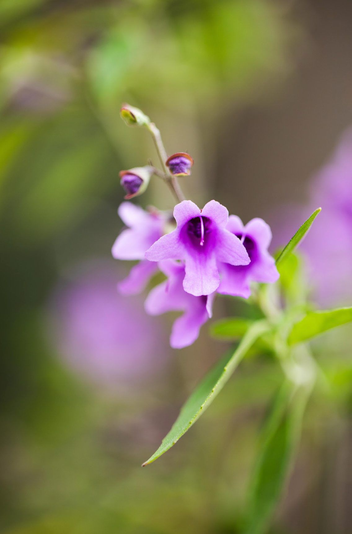 Native Oregano - Prosthanthea Ovalifolia