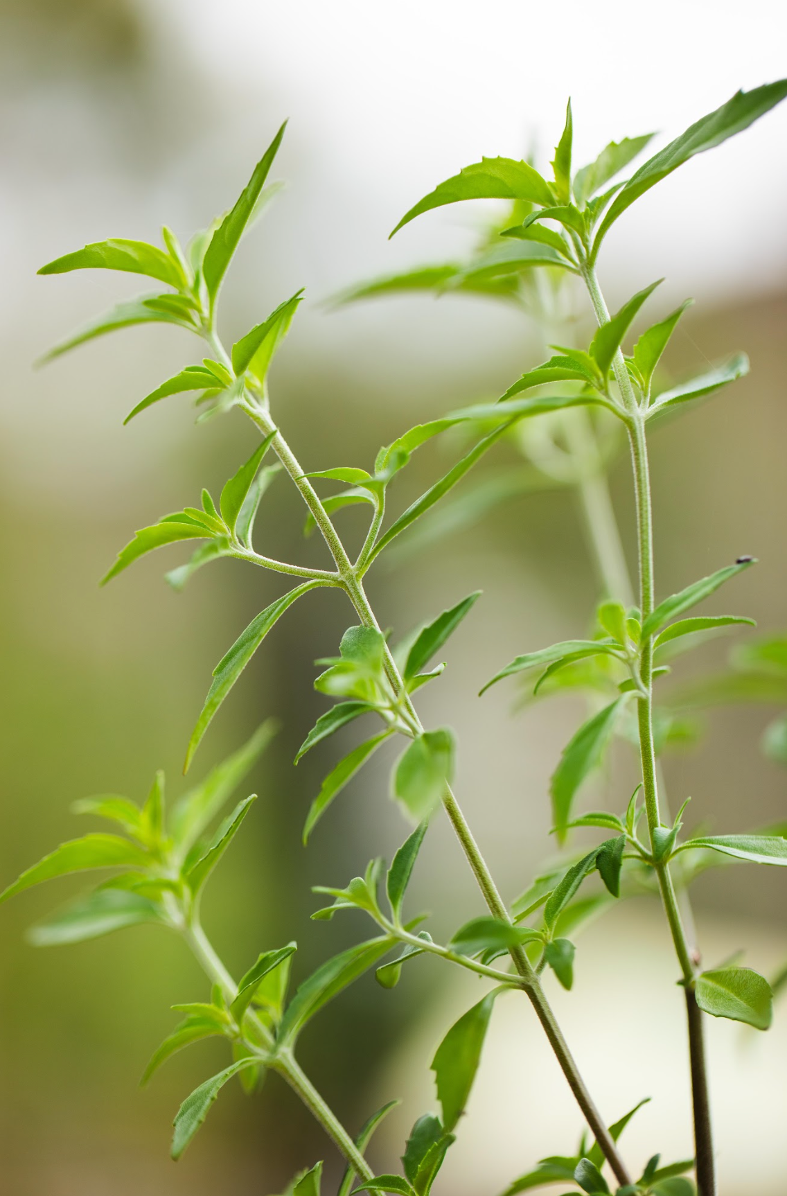 Native Oregano - Prosthanthea Ovalifolia