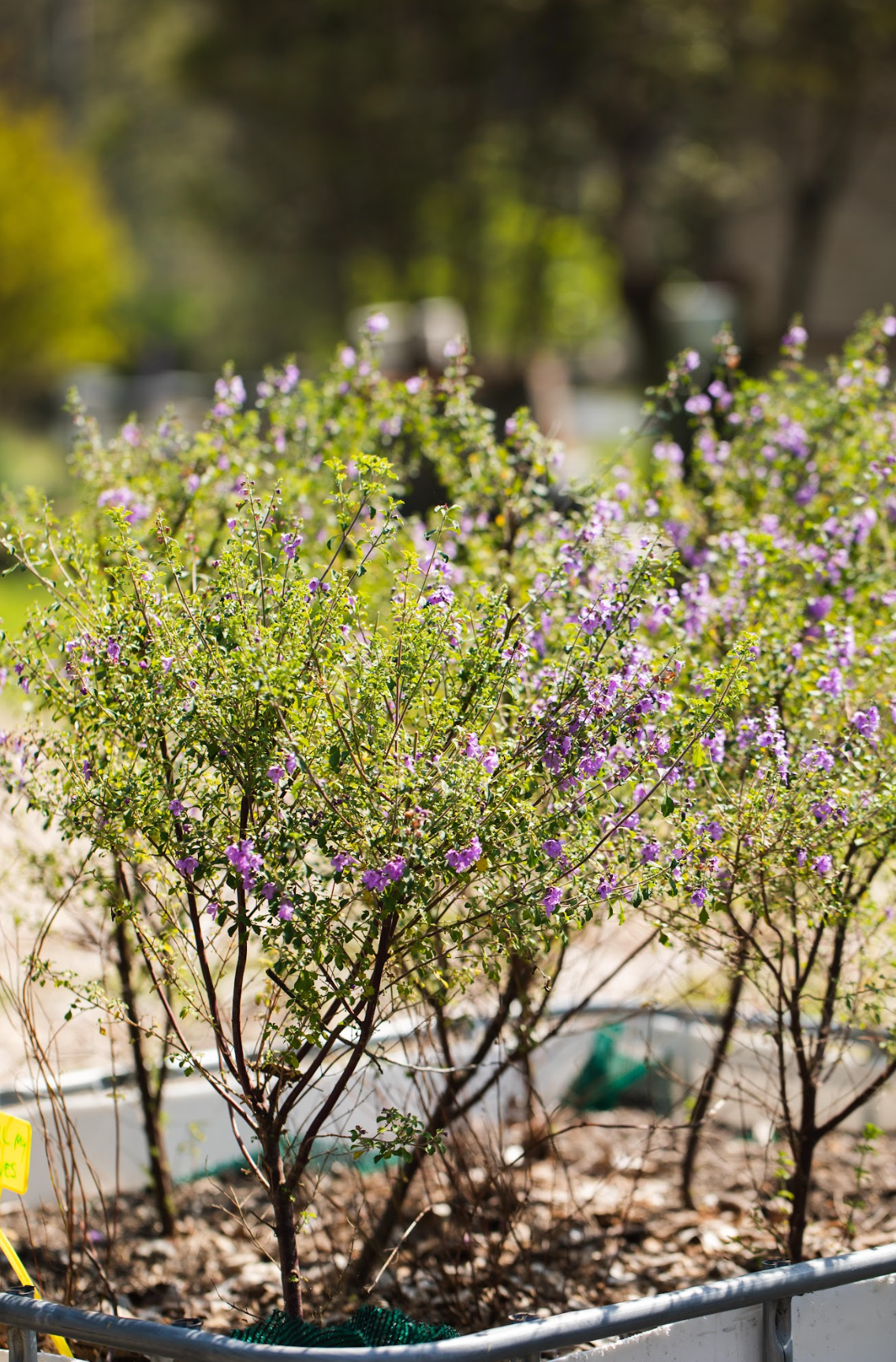 Native Thyme - Prostanthera Incisa