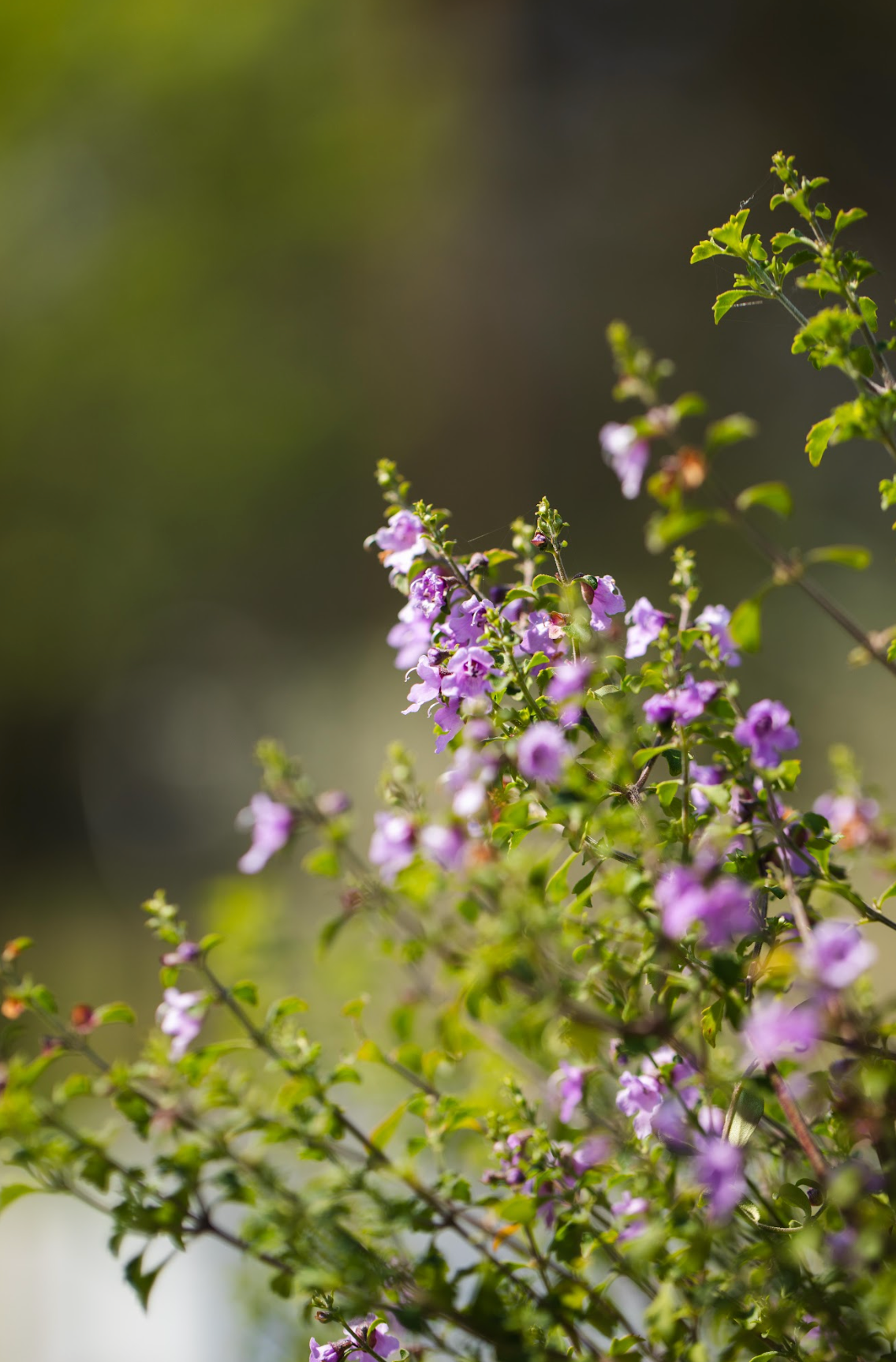 Native Thyme - Prostanthera Incisa