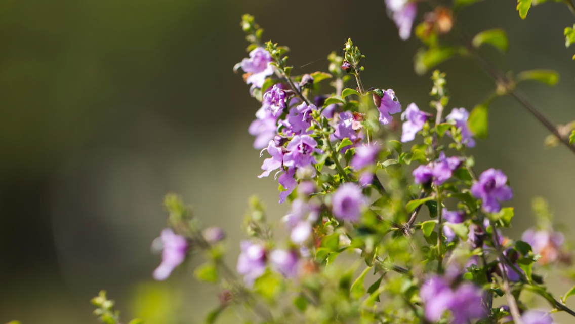 Native Thyme - Prostanthera incisa