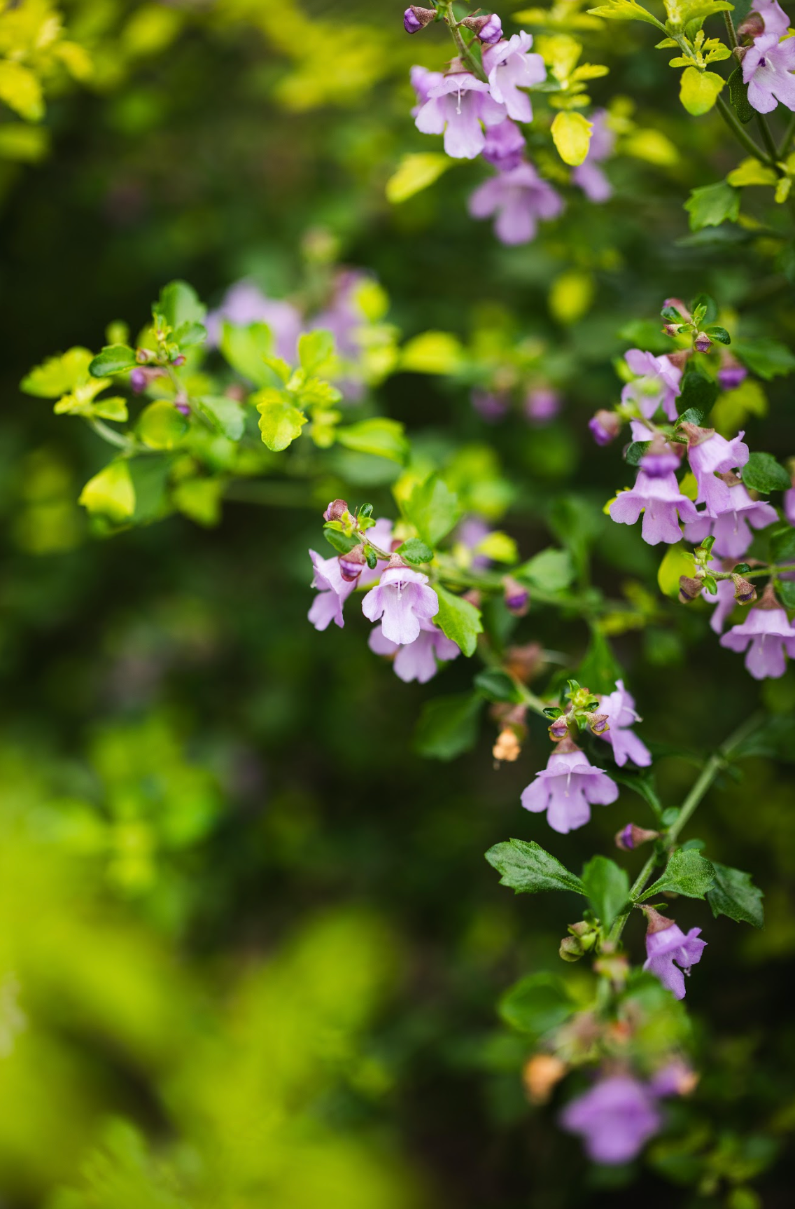 Native Thyme - Prostanthera Incisa