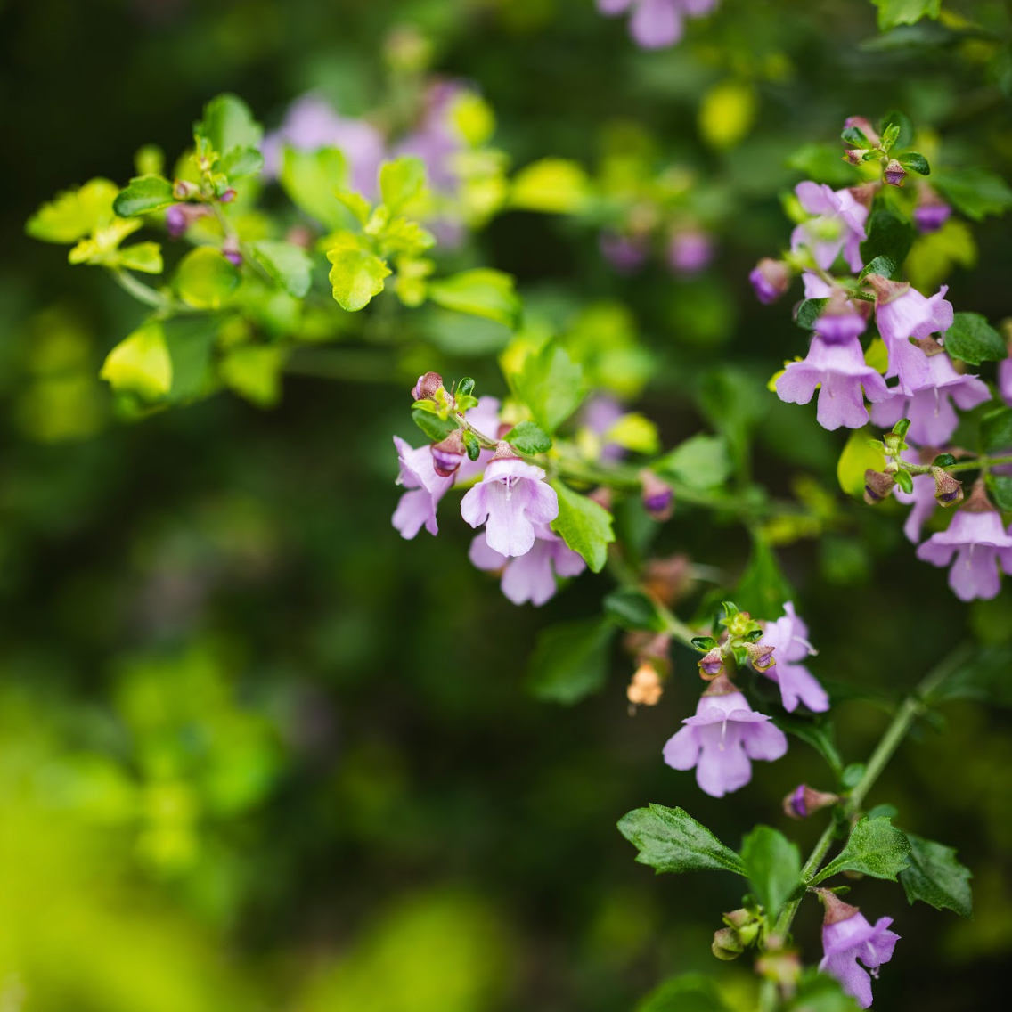 Native Thyme - Prostanthera incisa