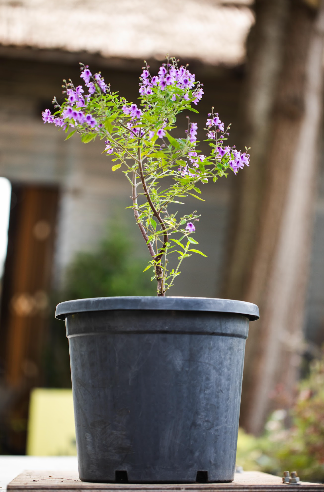 Native Thyme - Prostanthera Incisa