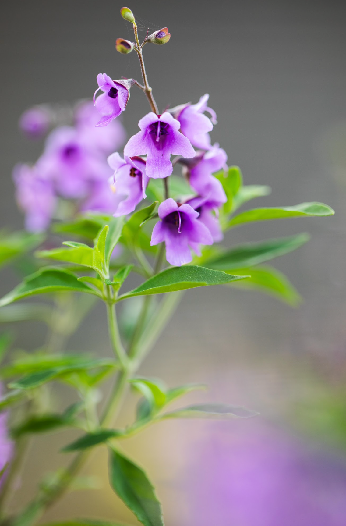 Native Thyme - Prostanthera Incisa