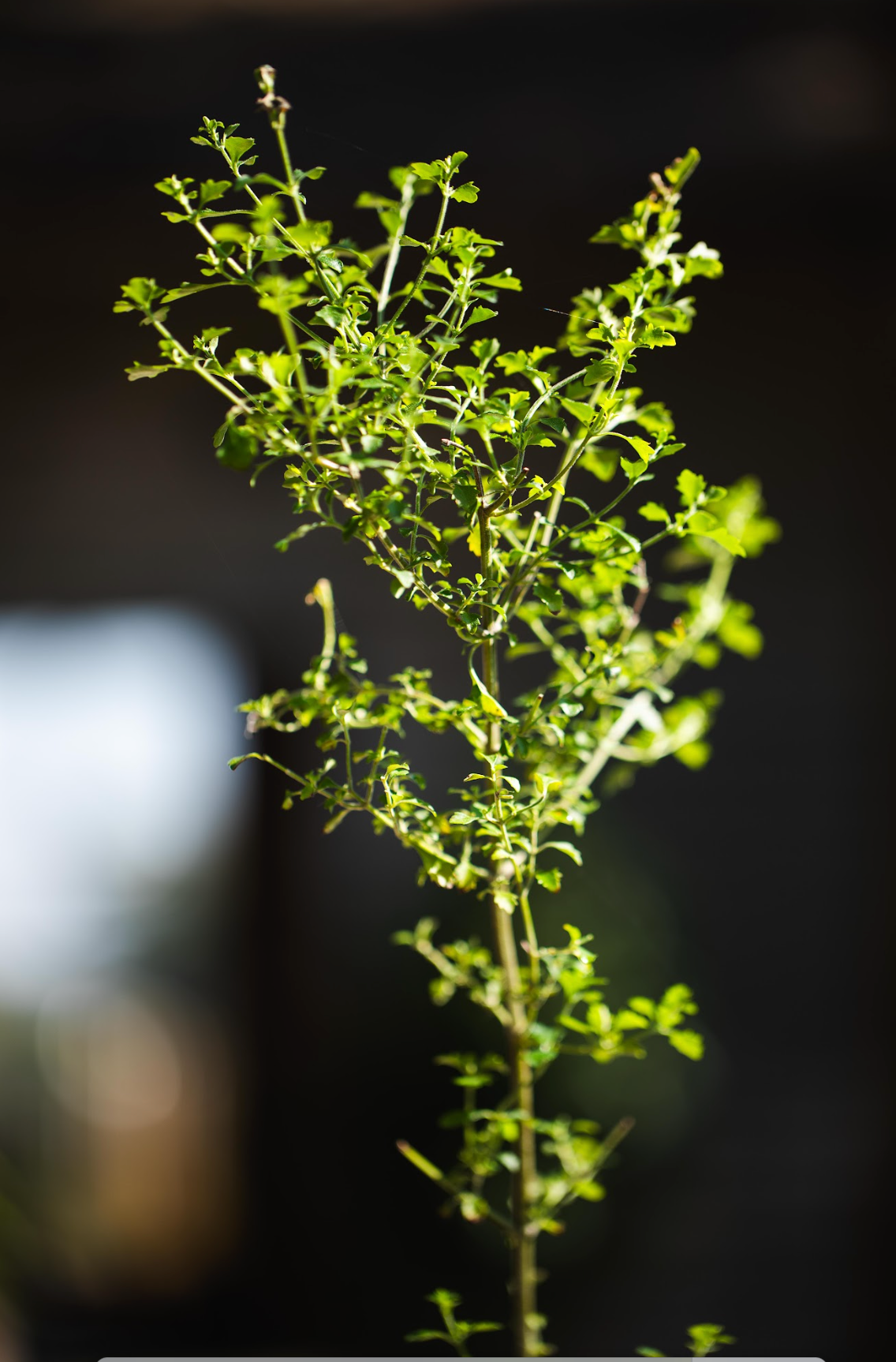 Native Thyme - Prostanthera Incisa