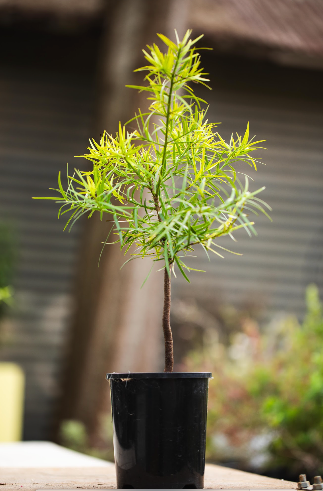 Plum Pine