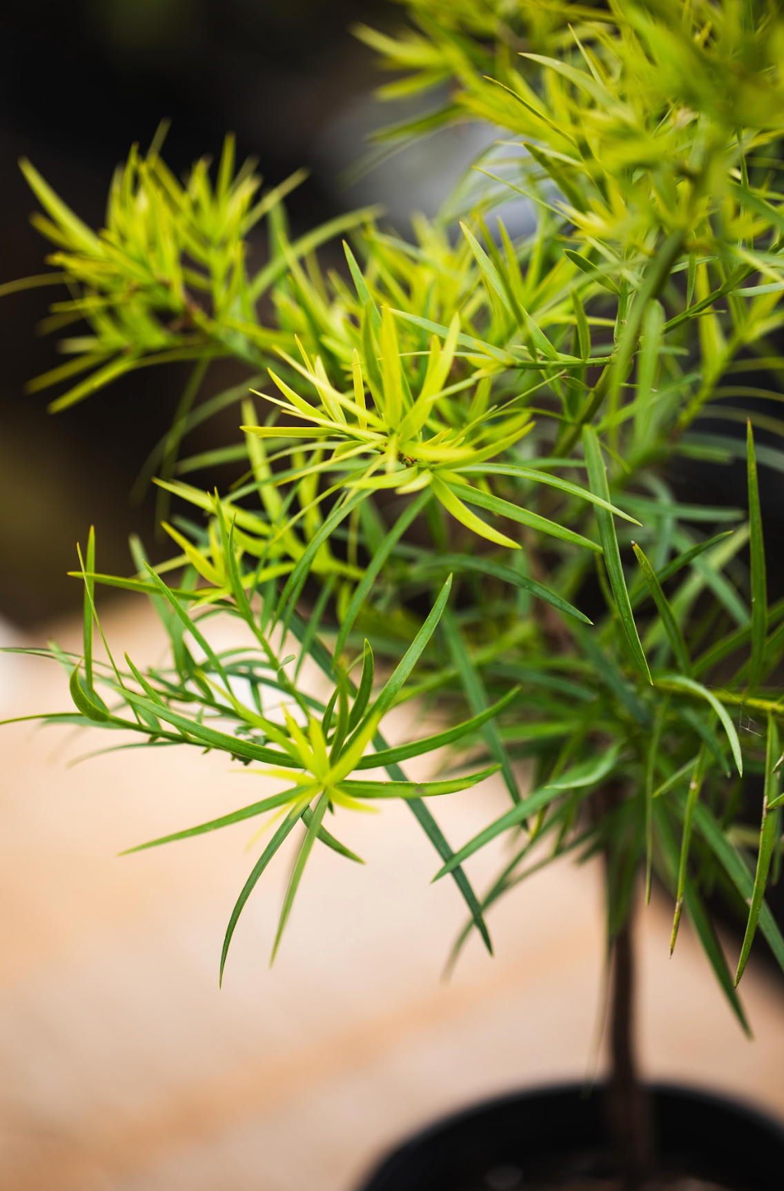 Plum Pine