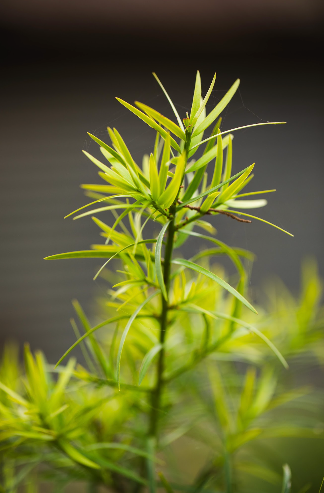 Plum Pine