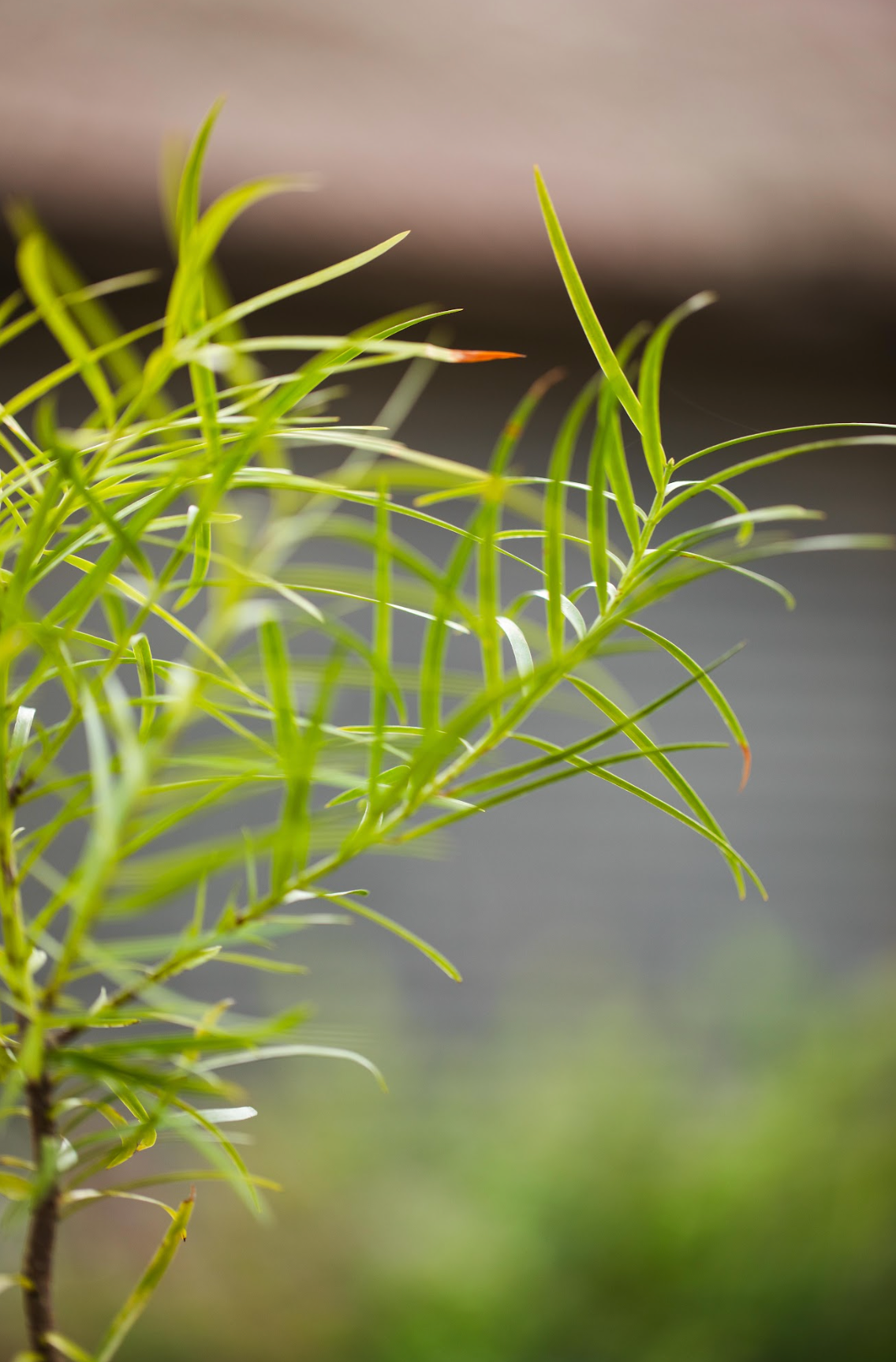 Plum Pine