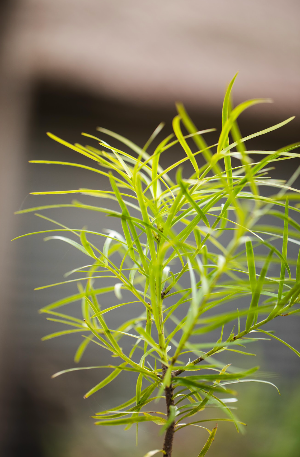 Plum Pine