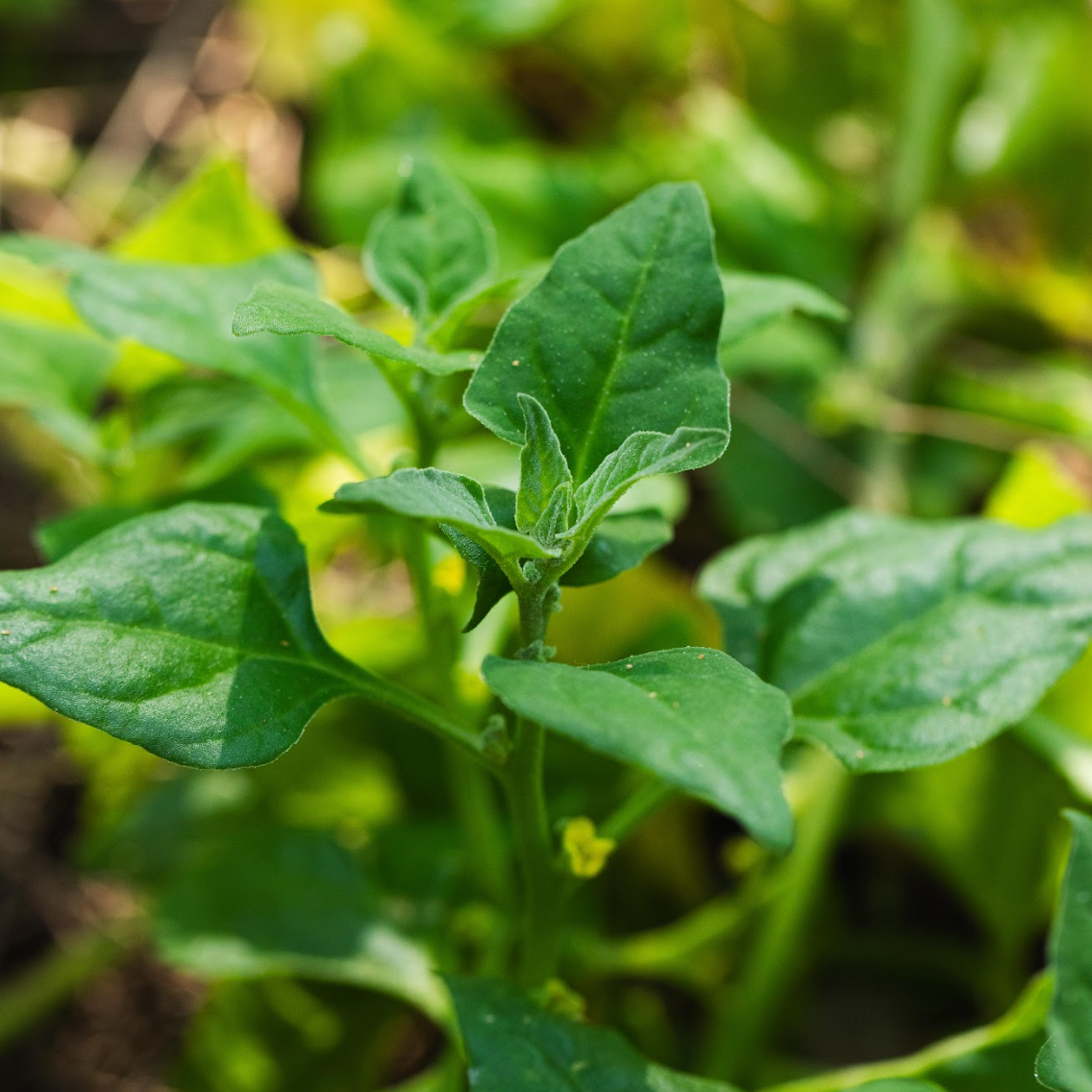 Warigal Greens (Leaves)