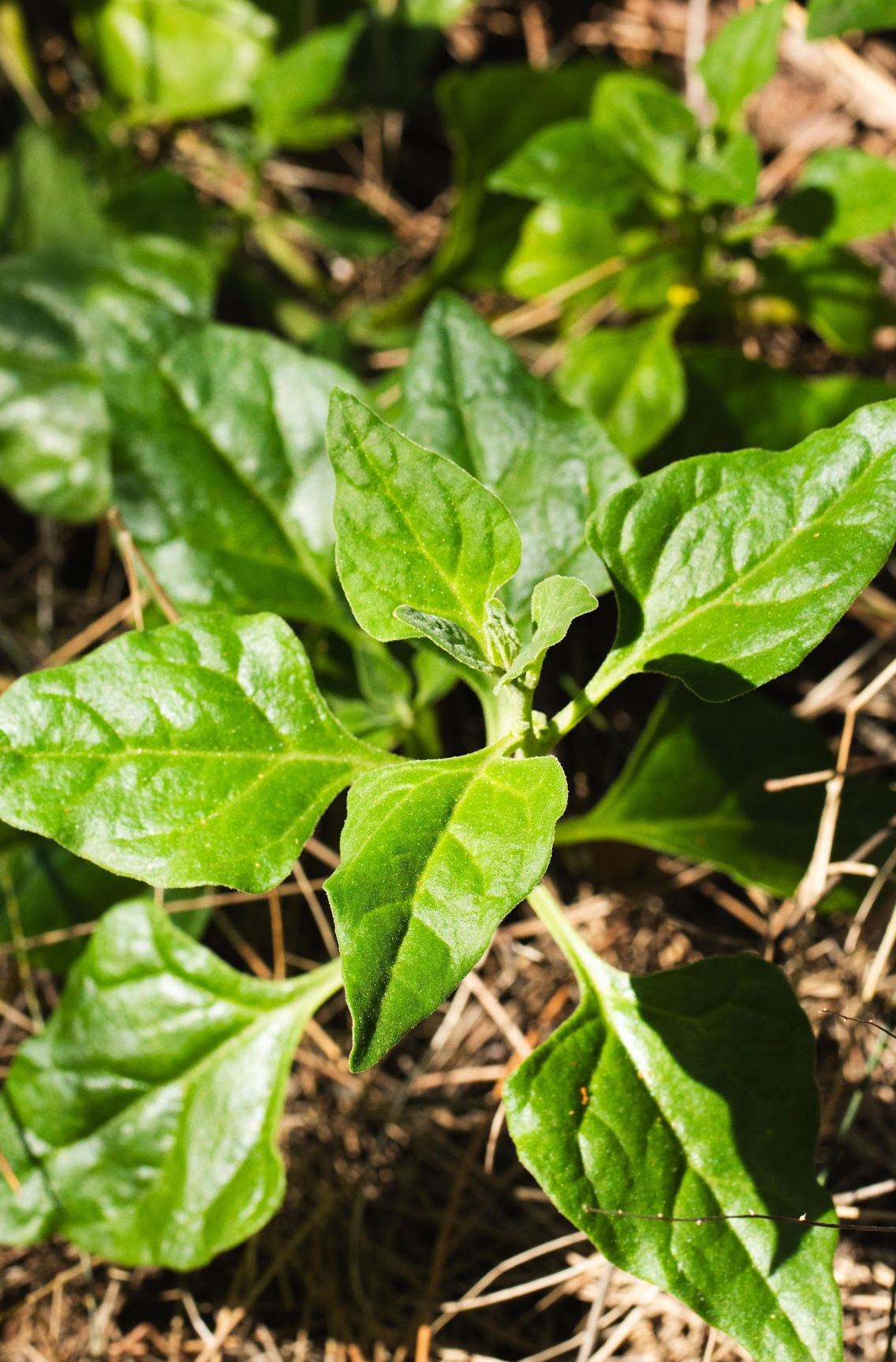 Warigal Greens (Leaves)