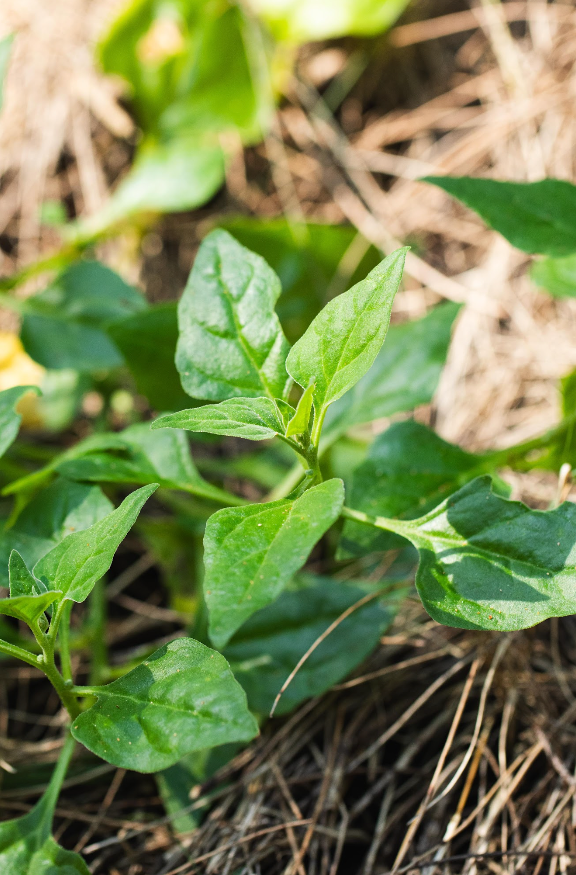 Warigal Greens (Leaves)